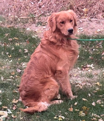 Golden Retriever puppy for sale + 66886