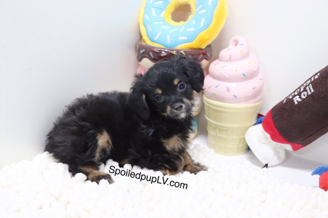 Chihuahua puppy for sale + 53972