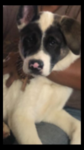 Akita puppy for sale + 59459