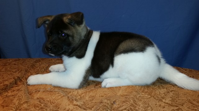 Akita puppy for sale + 50835