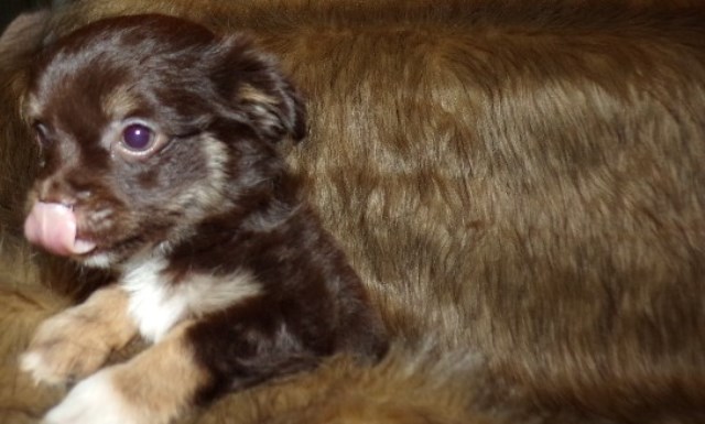 Long Coat Chihuahua Puppy  Pebbles