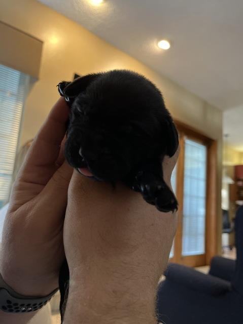 AKC Chocolate lab puppies!