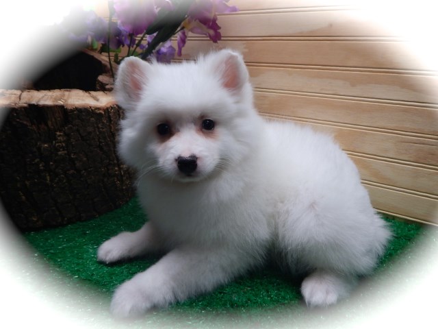 American Eskimo Dog puppy for sale + 48260