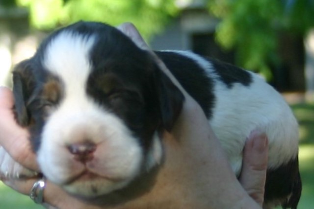 English Springer Spaniel puppy for sale + 60648