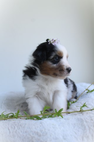 Miniature American Shepherd Puppies