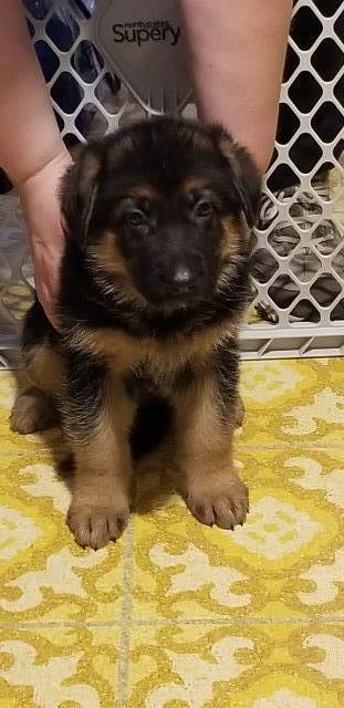 German Shepherd Dog puppy for sale + 58506