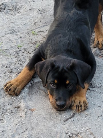 Rottweiler puppy for sale + 65537