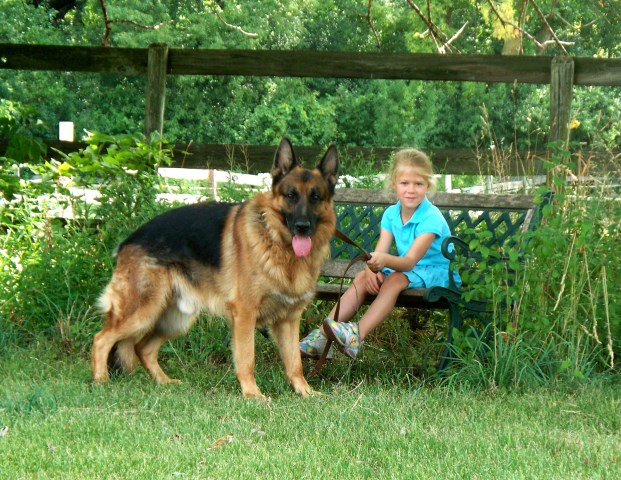 GERMAN SHEPHERD PUPPIES, PURE GERMAN IMPORTED LINES