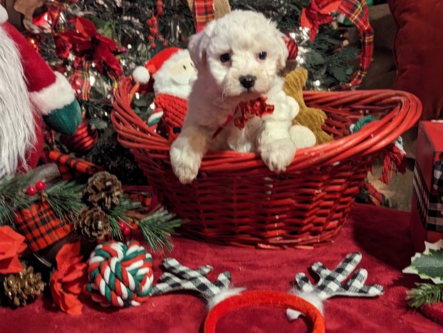 AKC Alex, Bichon Frise,