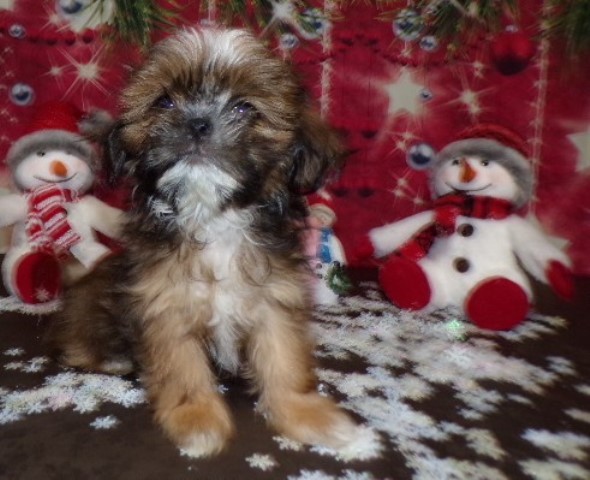 Imperial Shihtzu Puppy full AKC Ruby