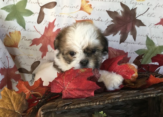 Shih Tzu puppy for sale + 47005