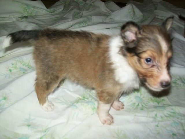 Shetland Sheepdog puppy for sale + 52874