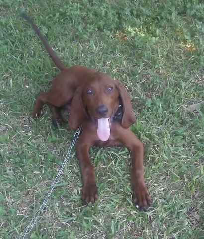 Handsome male UKC redbone coonhound for sale