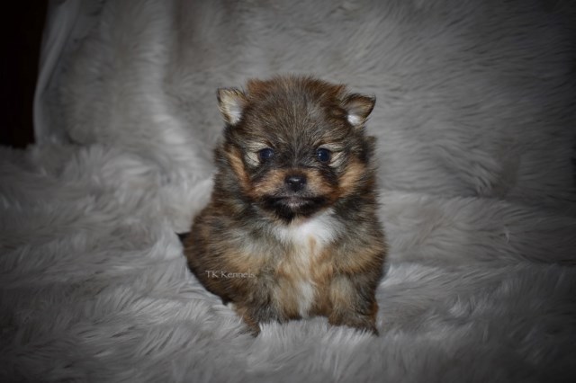 Pomeranian puppy for sale + 60035