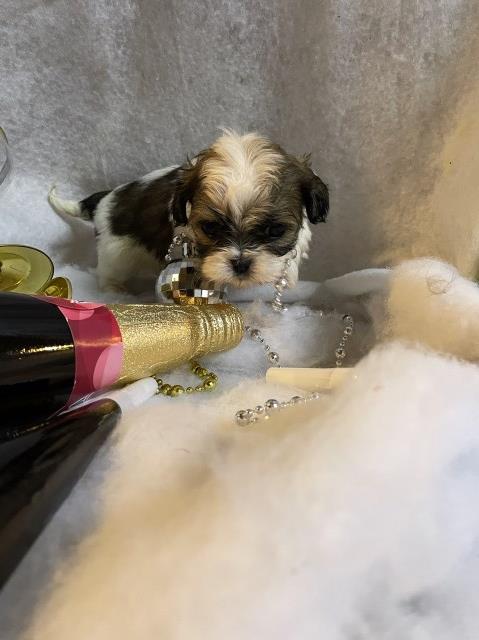 Shih Tzu puppy for sale + 66971