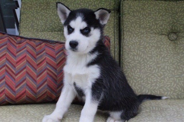 Cute Siberian Husky Puppies for Adoption