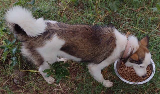 Pomsky puppy for sale + 65169
