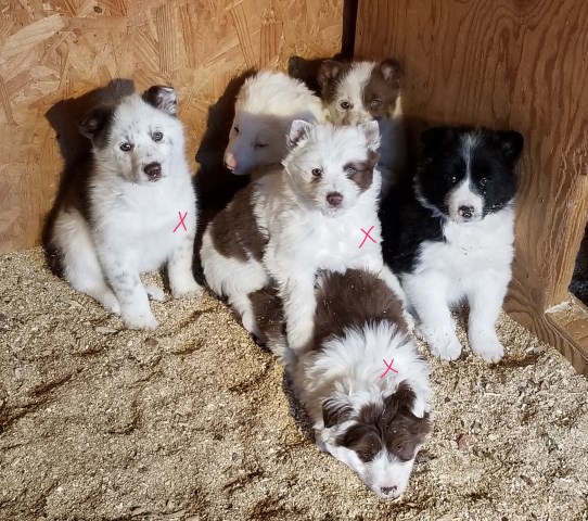 Stunning Australian Shepherd/Heeler/Border Collie/ Airedale Cross Puppies! Best of all 4 Worlds!!