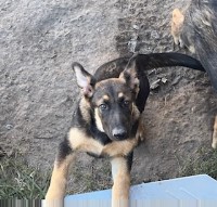 German Shepard puppy male German Shepherd Dog for sale/adoption