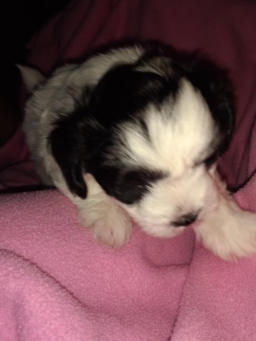 Shih Poo Puppy Dog For Sale In Phoenix Arizona