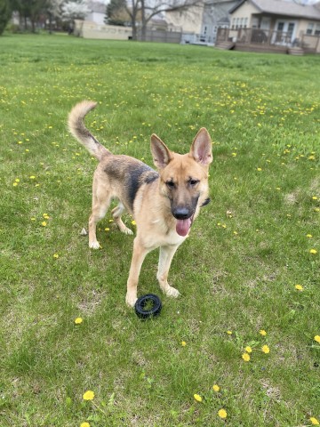 German Shepherd Dog puppy for sale + 61877