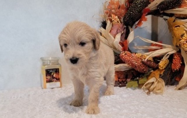 Goldendoodle puppy for sale + 61128