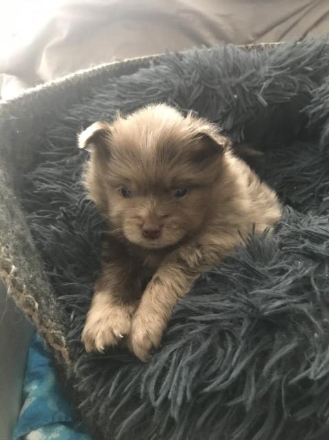 10 week old Chocolate Merle Pomeranian