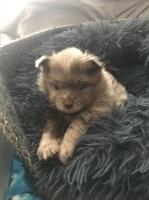 10 week old Chocolate Merle Pomeranian Pomeranian for sale/adoption