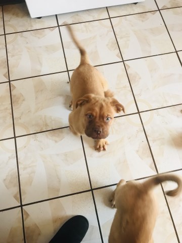 Dogue De Bordeaux puppy for sale + 53482