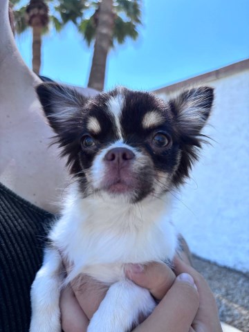 Chihuahua puppy for sale + 66480