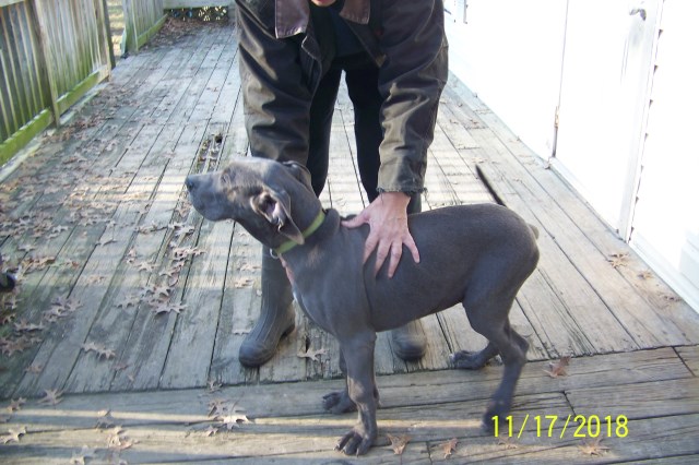 Great Dane Puppies