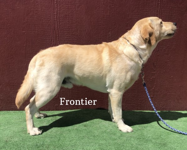 Labrador Retriever puppy for sale + 67175