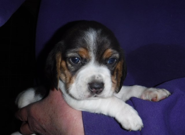 Beagle puppy for sale + 55927