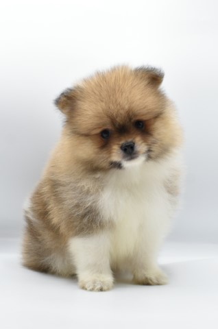 Pomeranian puppy for sale + 63371