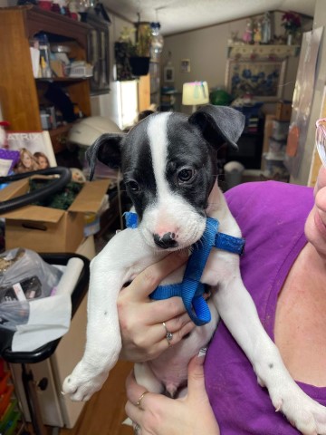 Australian Shepherd Dog puppy for sale + 64724