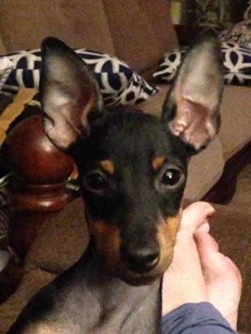Manchester Terrier puppy for sale + 57346