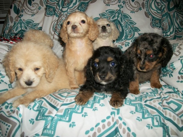 Cockapoo puppy for sale + 64786