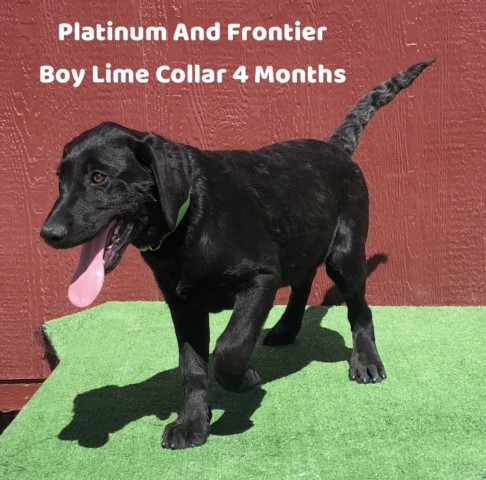 Labrador Retriever puppy for sale + 63214