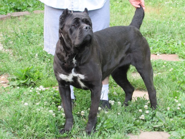 Cane Corso puppy dog for sale in st.louis, Missouri