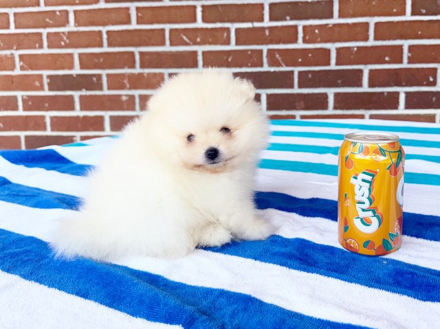 CKC Pomeranian RANGER