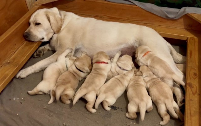 Labrador Retriever puppy for sale + 67173