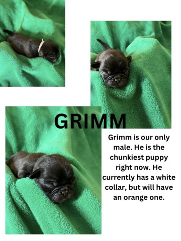 Pug puppies for sale!