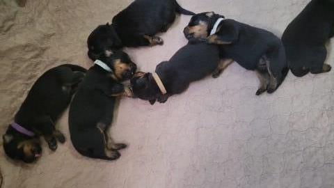 German Rottweiler Puppies