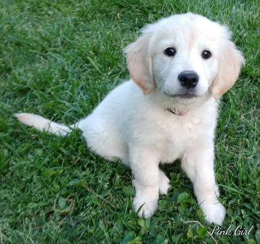 Golden Retriever puppy dog for sale in Brooks, Kentucky