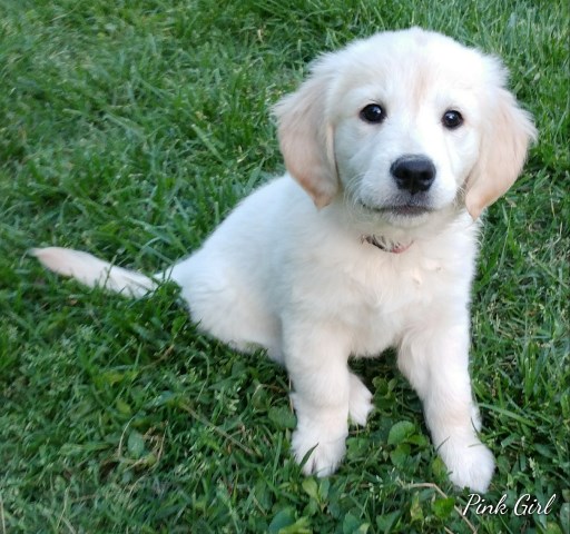 AKC English Cream Golden Retriever