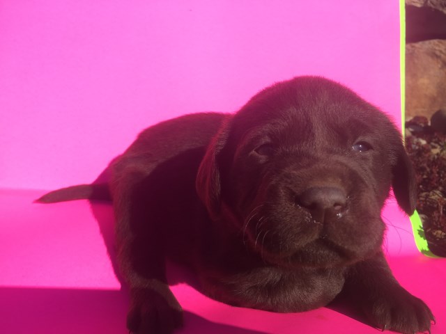 AKC Labrador retrievers