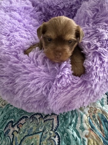 Male Chocolate and Parti Yorkies