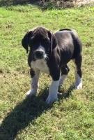 Great Dane Puppies And Dogs For Sale In North Carolina