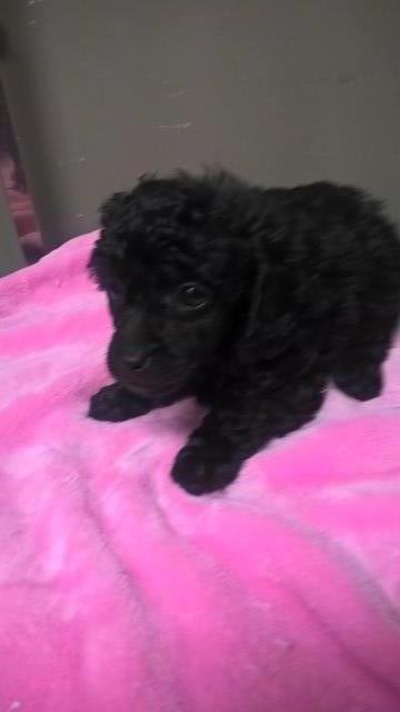 blk  poodle born 10/9/2018