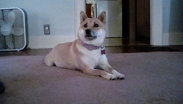 Shiba Inu Puppy Dog For Sale In Logan Ohio